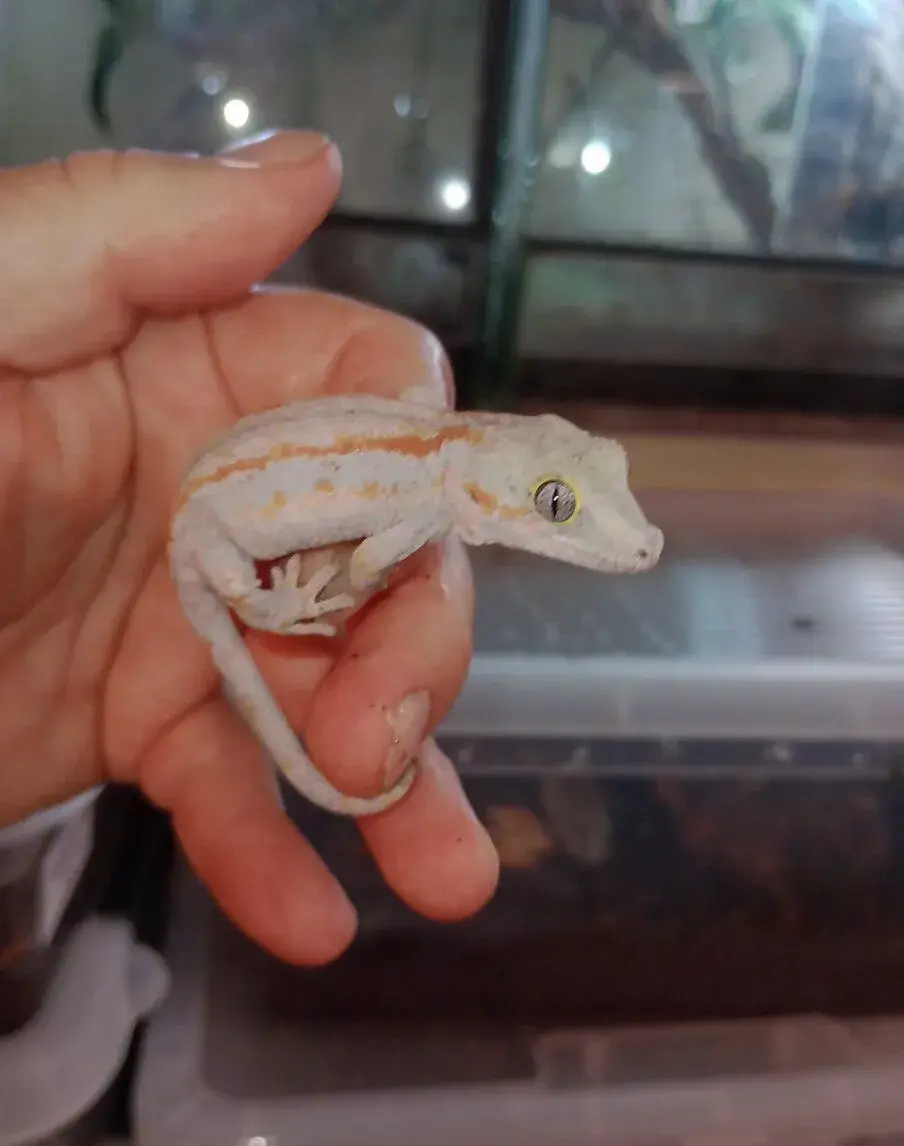 Pagekon hrbolkohlavý (Rhacodactylus auriculatus)