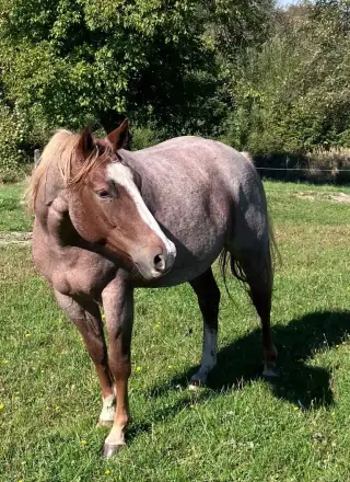 Březí klisna APH