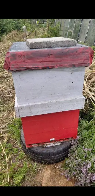 Včeli Oddělky