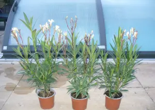 Oleandr Evolution