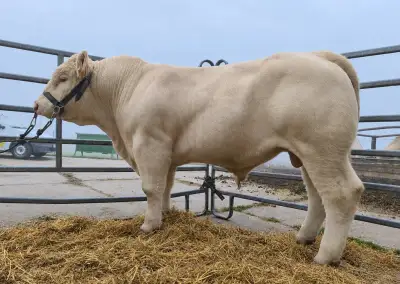 Plemenný býk Charolais