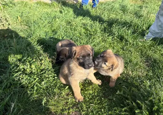 Německý ovčák