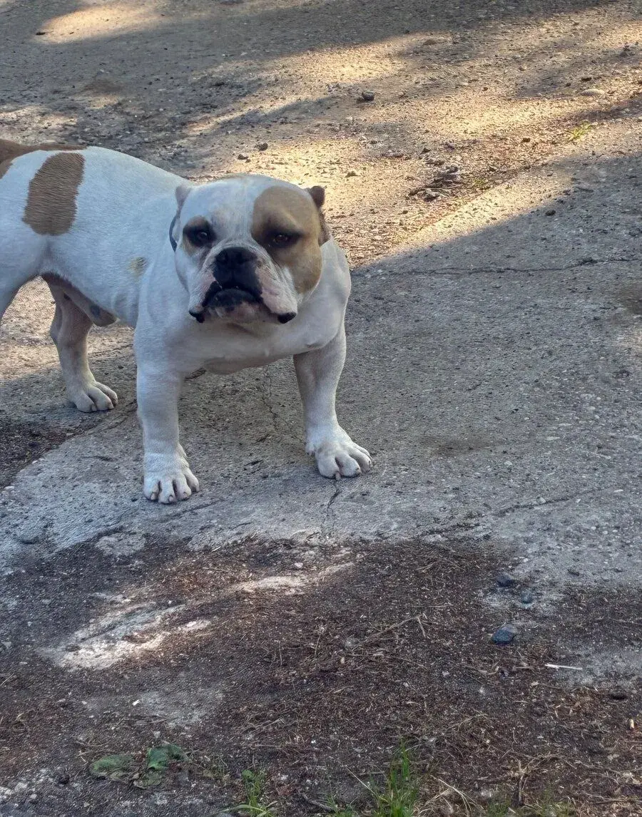 American Bully Micro s PP