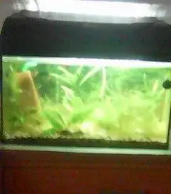 AKVARIJNI SET NA 38 LITRU S OSVETLENIM
