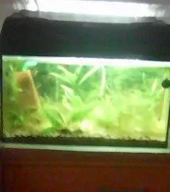 AKVARIJNI SET NA 38 LITRU S OSVETLENIM