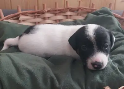 Jack Russell