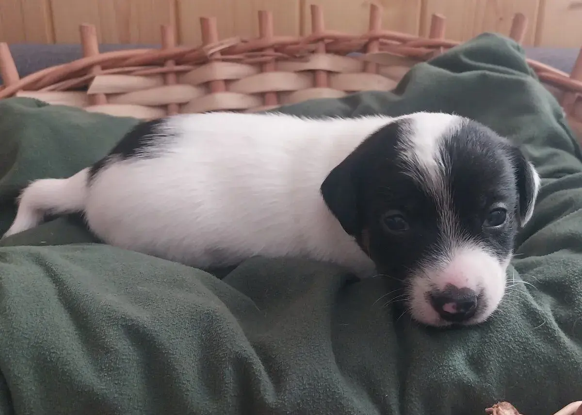 Jack Russell