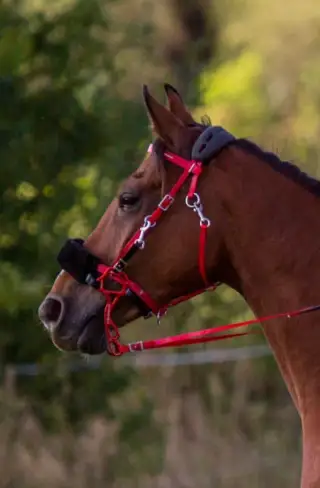 Hackamore pro endurance uzdecka