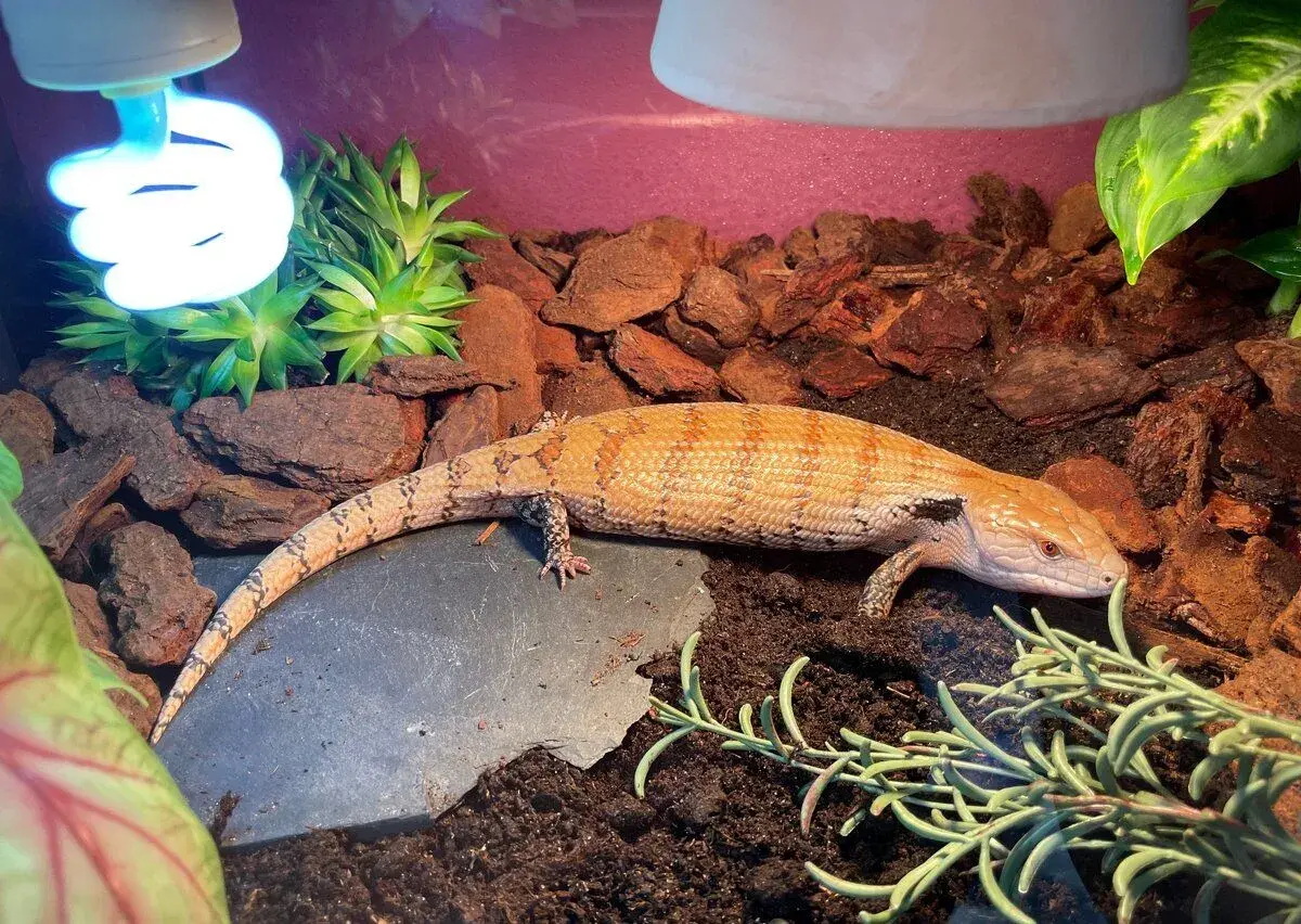 Tiliqua gigas evanescens (Meureke)