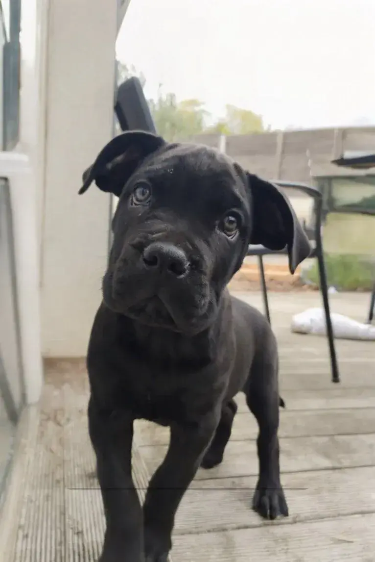 Cane corso štěňata bez pp