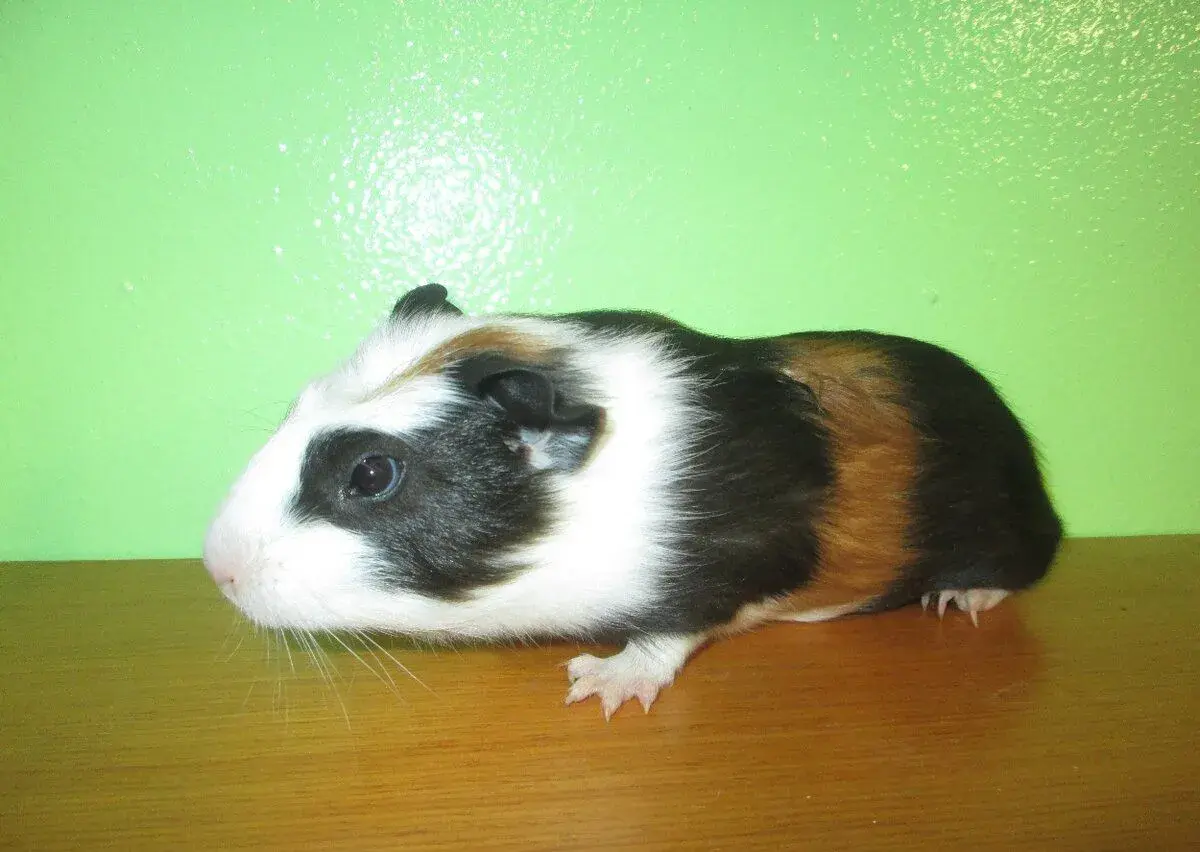 Morče domácí - mladý sameček (tříbarvý)