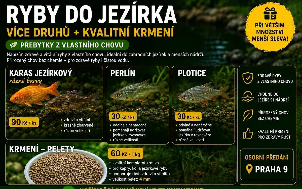 🐟 Ryby do jezírka (karas, perlín, plotice) + KRMENÍ