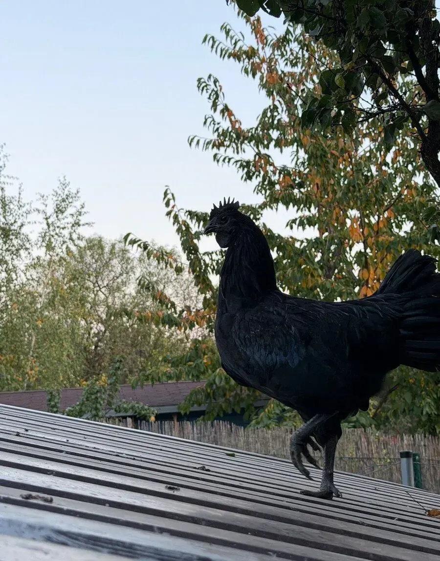 Kohout Ayam cemani