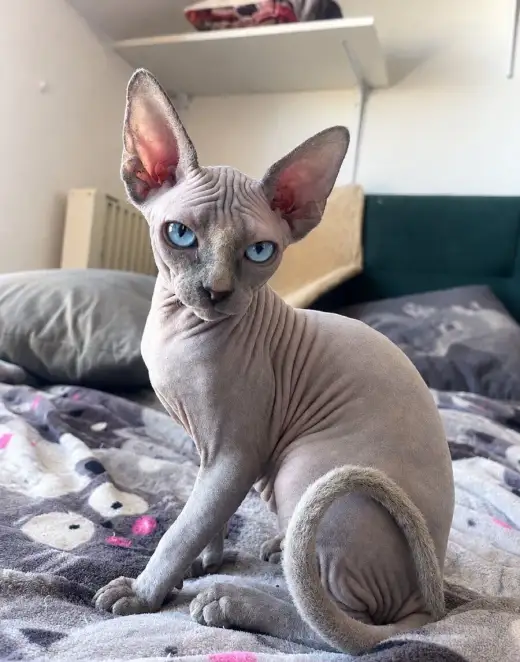 Sphynx Stříbrná holčička
