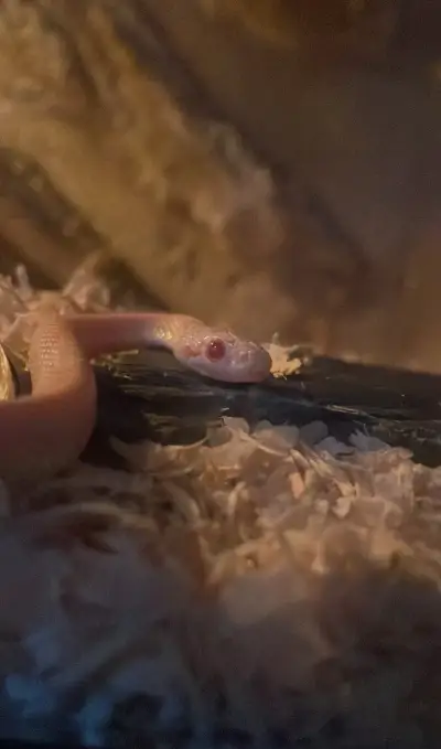 Had užovka červená salmon snow+terarium