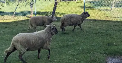 3 ovečky