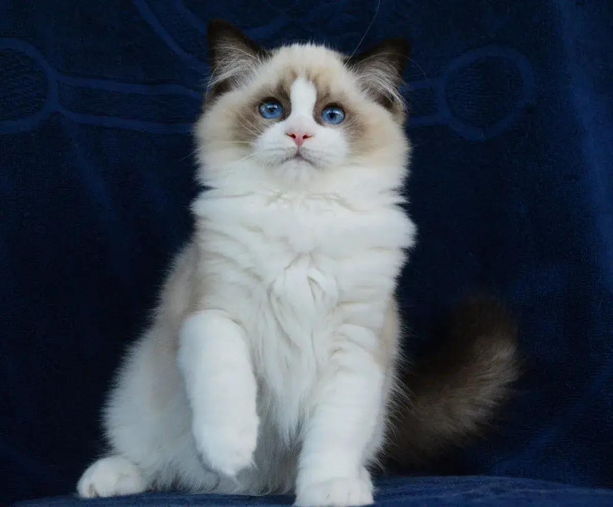 Krásná kočička Honey - ragdoll s Pp