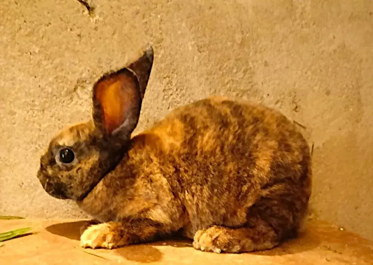 Malý rex plášťový čž - kominík samička - zahraniční původ
