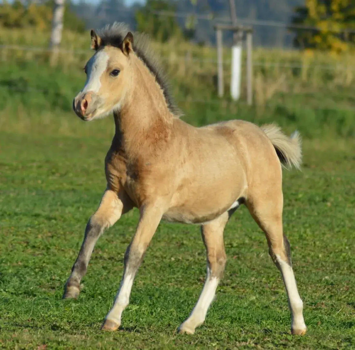 Welsh mountain pony - klisna