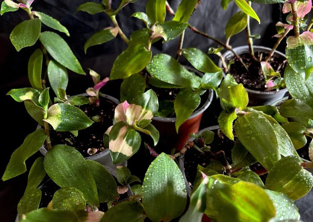 Tradescantia Blushing Bride Červenající nevěsta