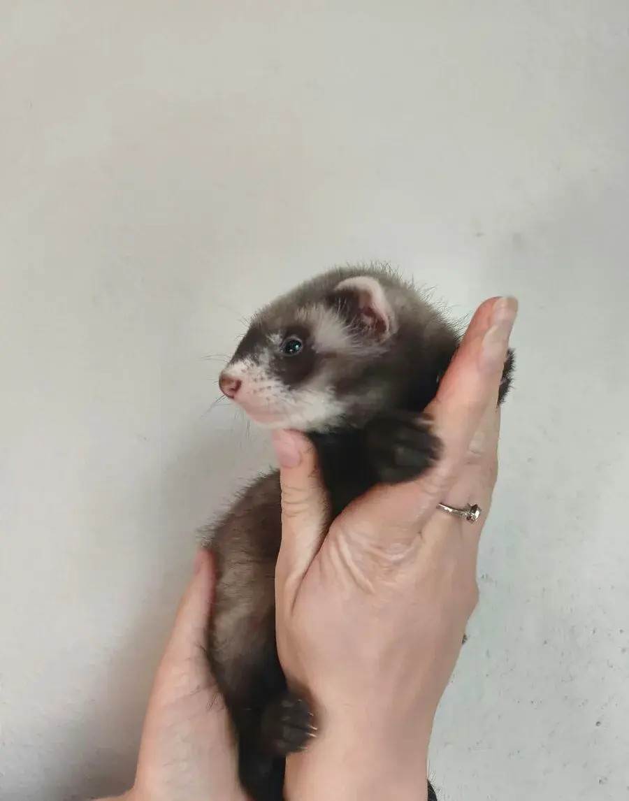 Fretka mláďata 8 týdnů stará - Fretčí miminka