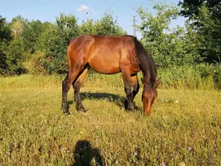 CT - Hřebeček - teplokrevný typ