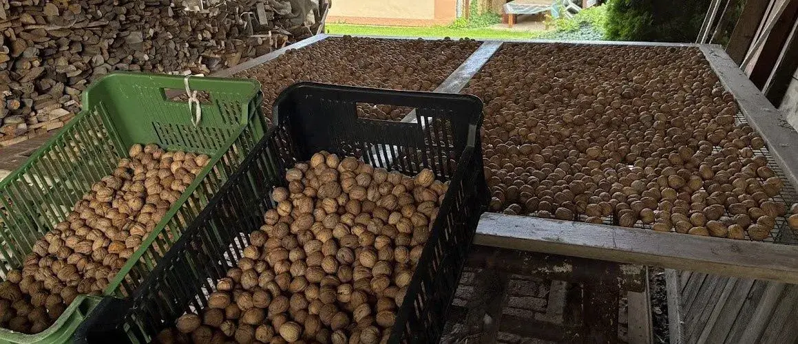 Prodej vlašských ořechů