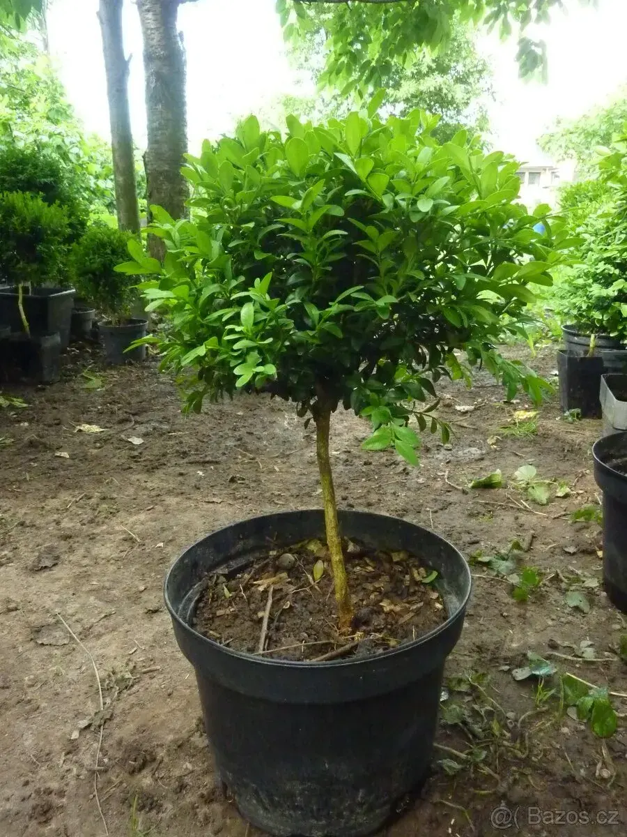 Buxus - Zimostráz - Krušpán na kmínku