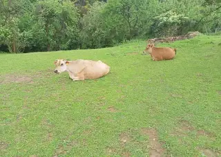 Kráva a jalovice