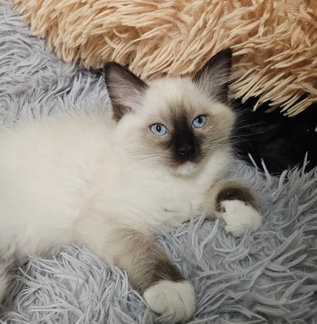 Holčička Ragdoll č.1 JIŽ K ODBĚRU