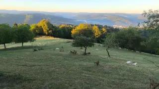 Kozy a kůzlata