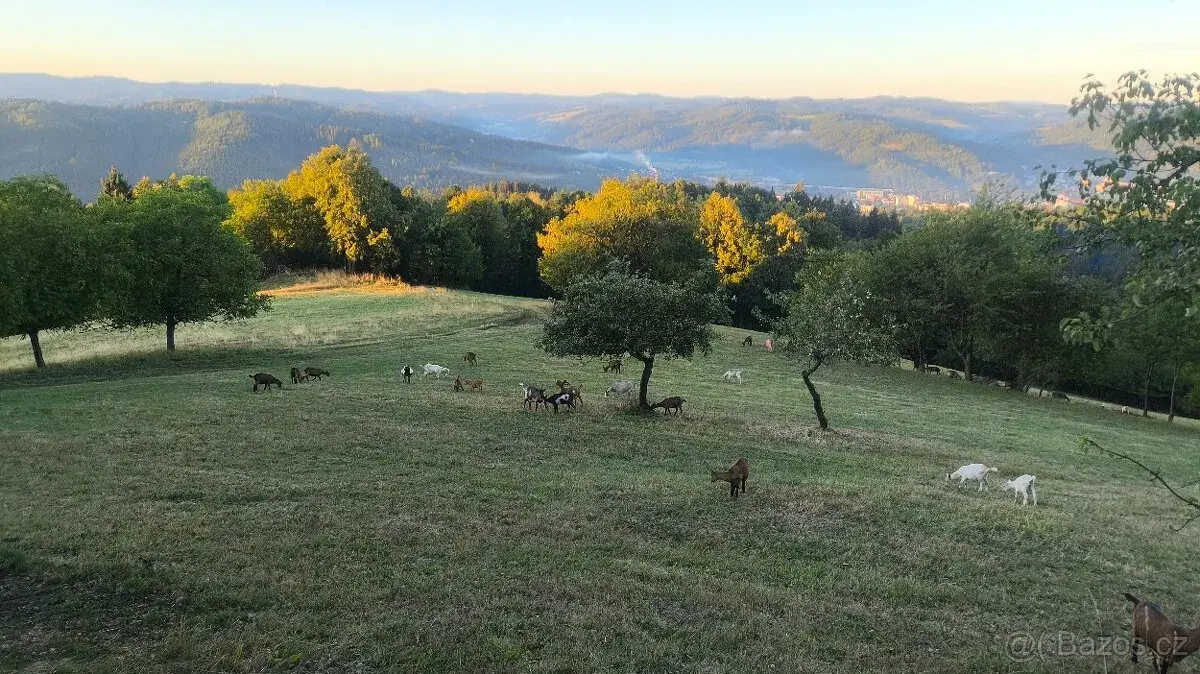 Kozy a kůzlata