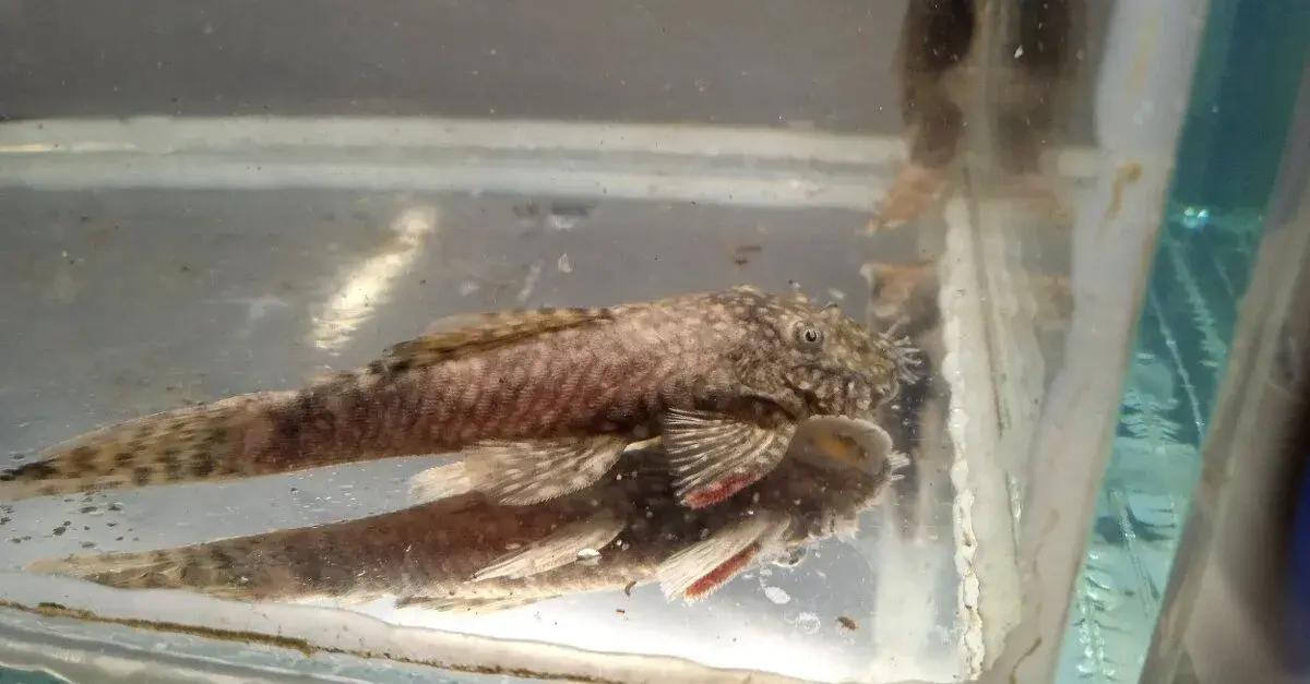 Ancistrus