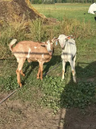 Dva kozlíky společně