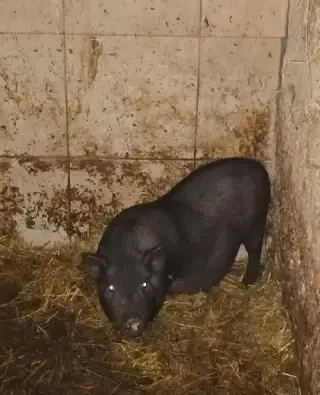 Selata