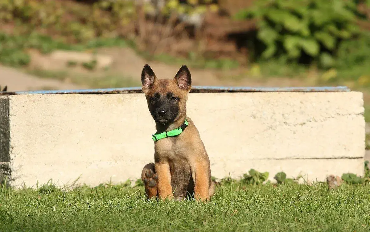 Belgický ovčák Malinois s PP - pejsek k odběru