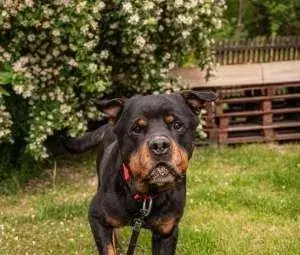 Colin - X rottweiler, cca 9 let