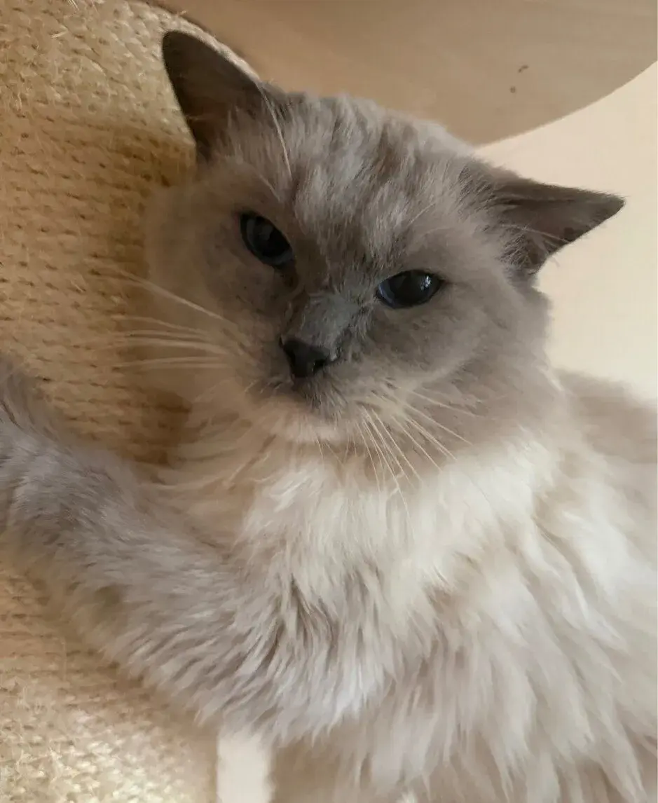 Ragdoll
