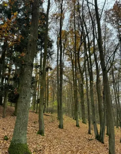 Lesní pozemek v k.ú. Snopoušovy