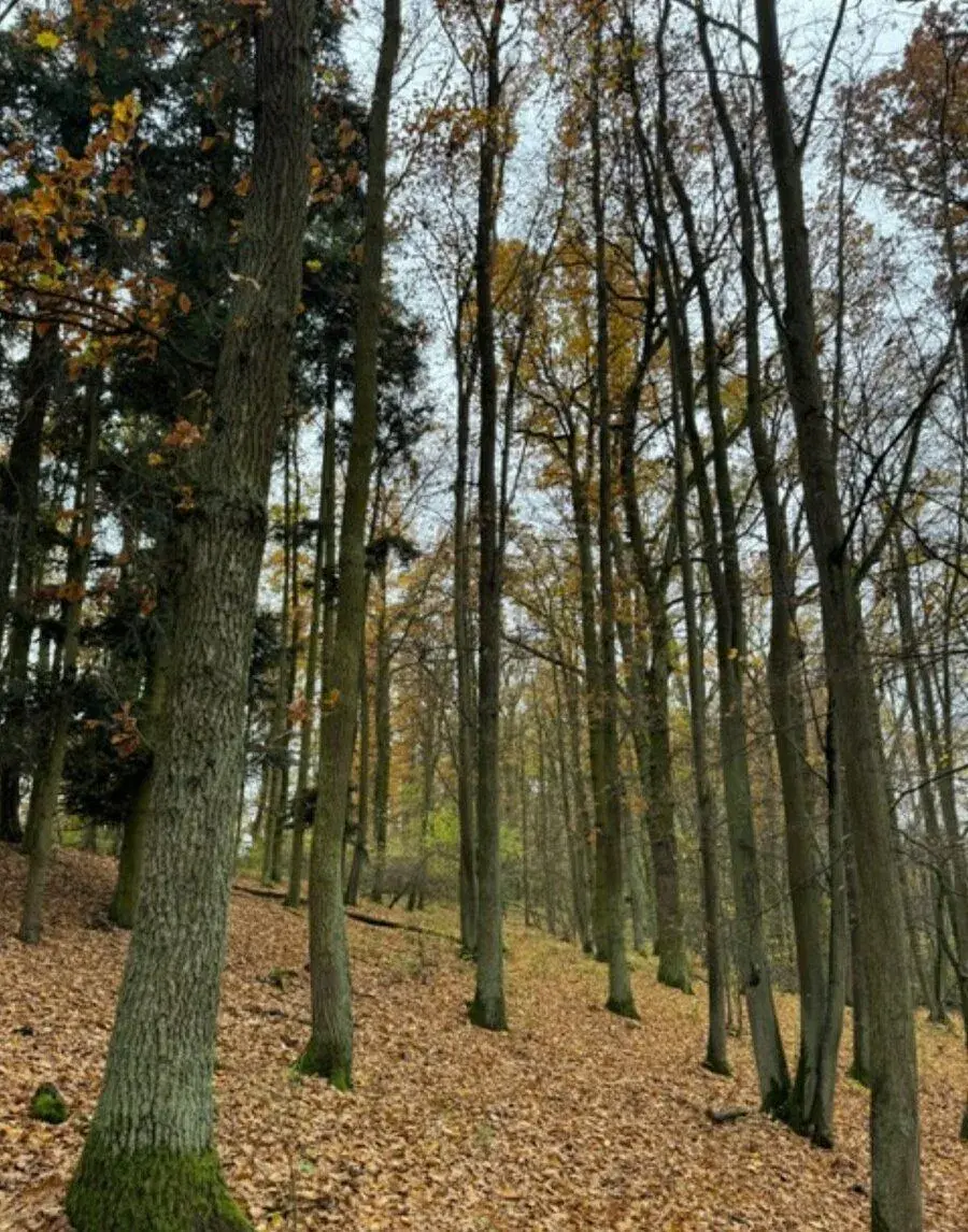 Lesní pozemek v k.ú. Snopoušovy