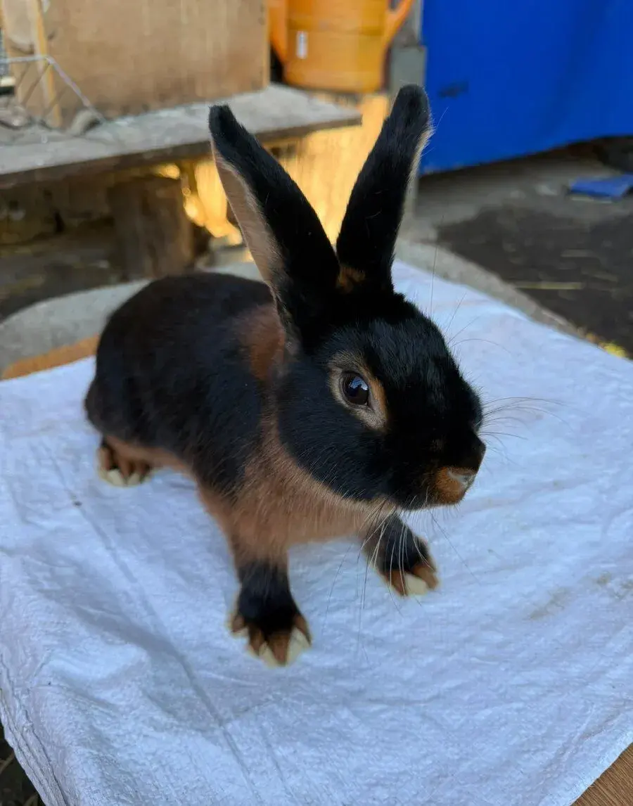 Králík (králíci)