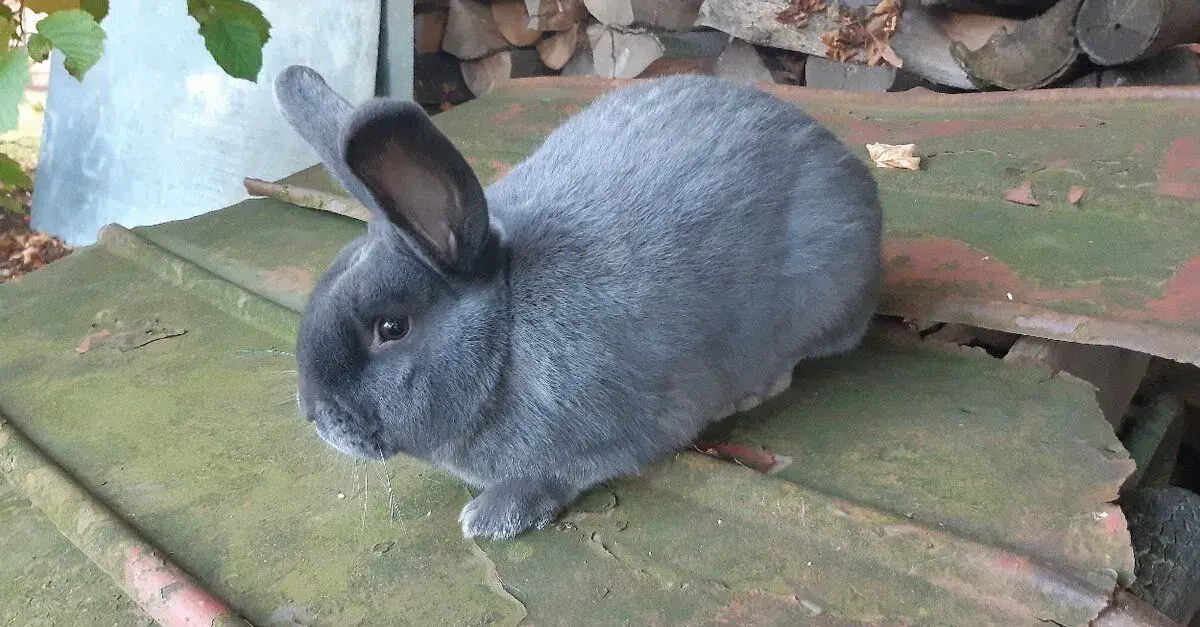Králíky