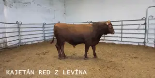 Plemenného býka Aberdeen Angus
