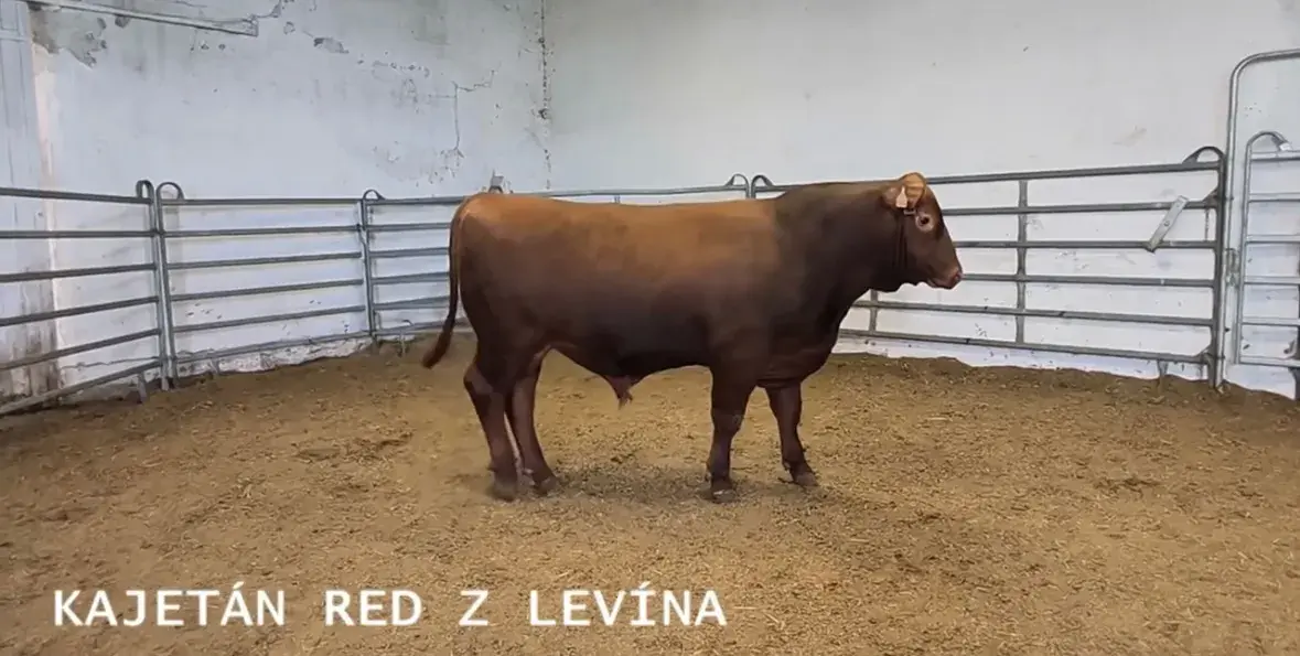Plemenného býka Aberdeen Angus