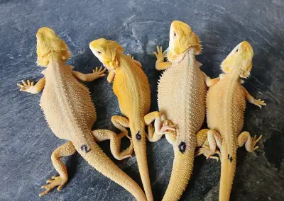Agama vousata