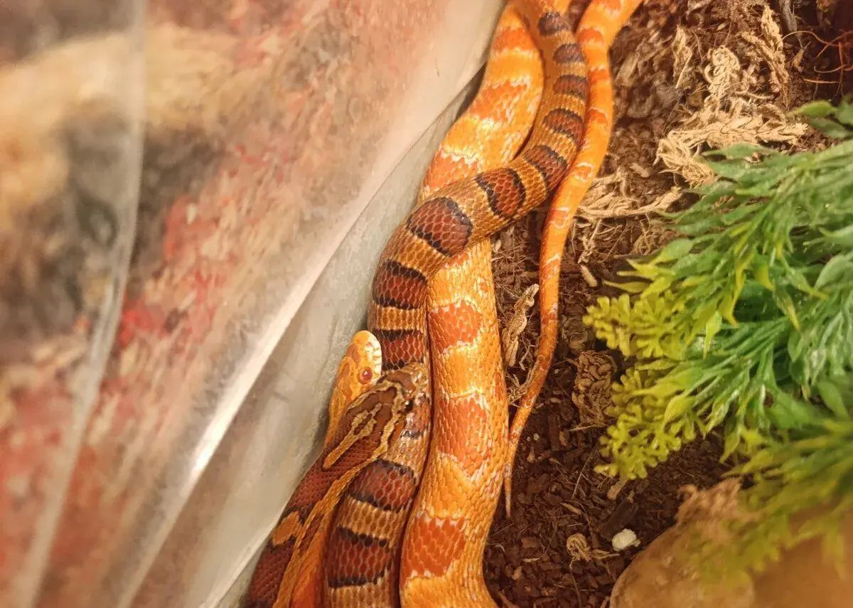 Užovky