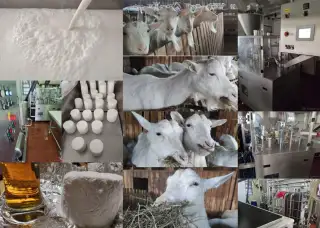 Plemenné kozy bílé krátkosrsté Bio chov know how