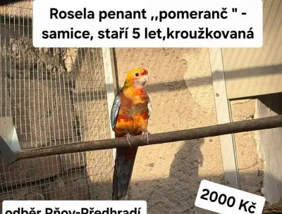 Rosela penant pomeranč - samice