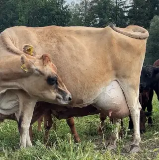 Jersey březí krávu J100 r.2020