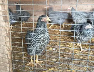 Amroks velké krahujcové - kuřice
